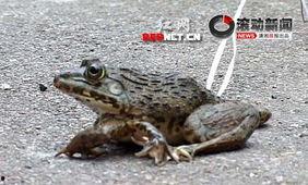 国产青蛙的视频在哪里,探寻本土生态魅力瞬间