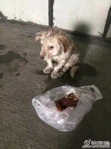 疯狂的小狗是国产吗视频,疯狂的小狗魅力无限