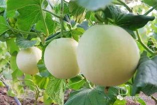 香瓜视频在线观看国产,国产生态下的短视频盛宴